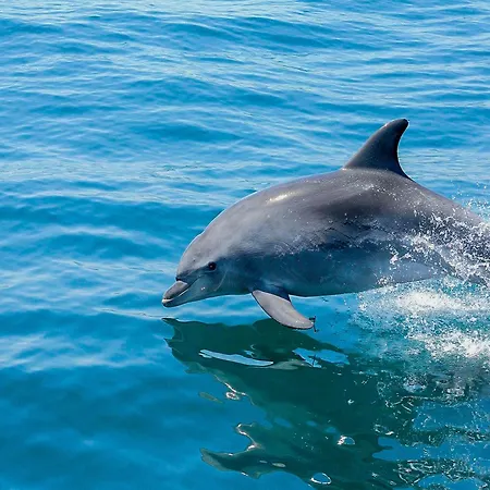 Luxury 1 Bedroom Apartment, Marina De Albufeira4 Апартаменты *